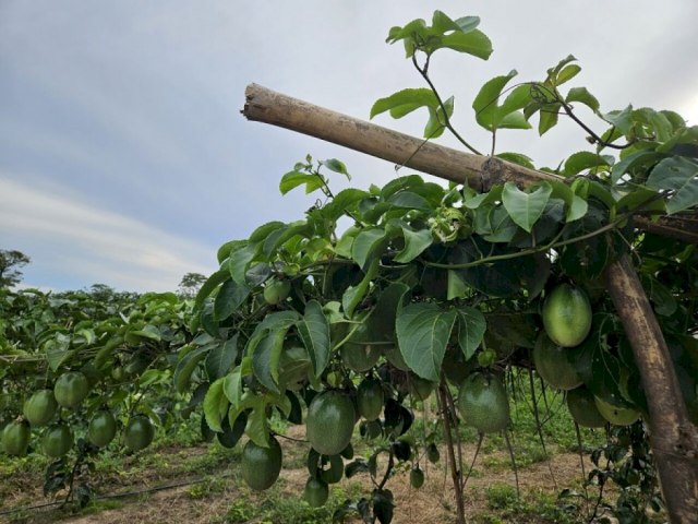 Fruticultura Irrigada desponta como novo vetor de desenvolvimento Publicado em: 21/04/2024 | DOURADOSNEWS / DA REDAO