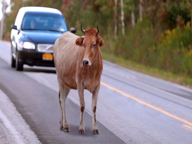 Motorista e passageiros acidentados por causa de animal na pista sero indenizados.