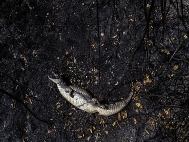 Peritos do MT encontram indcios de origem criminosa em incndios no Pantanal.