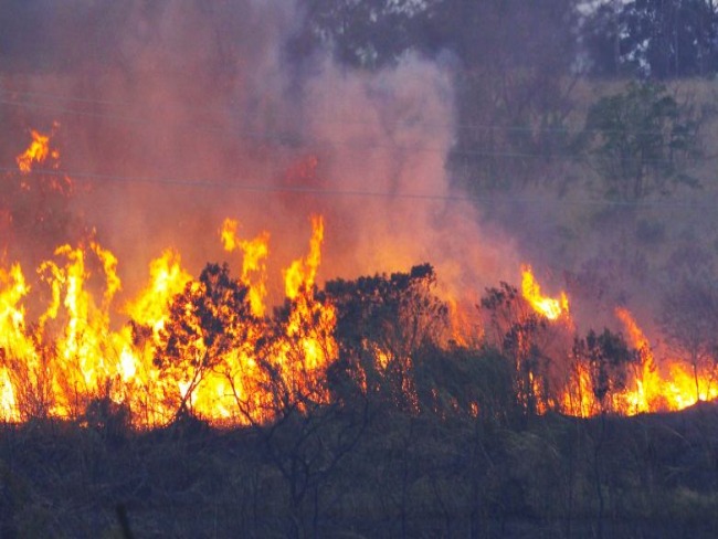 Sei no...Peritos do MT identificam acidentes entre as causas do incndio no Pantanal.