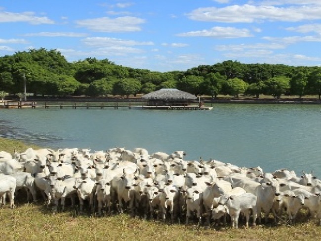 FAZENDA  O AMOR, EM GOIS, AINDA  ALVO DE DISPUTA ENTRE ZILU E ZEZ APS O DIVRCIO.