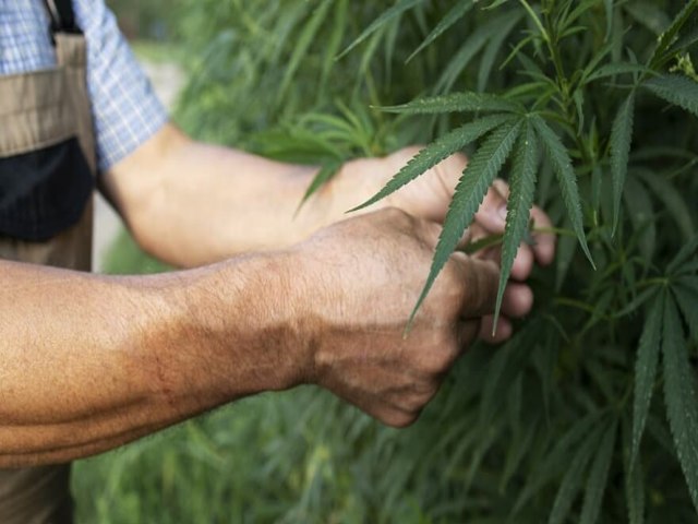 A maconha que ajuda! Justia autoriza pai a plantar maconha para tratar filho que sofre de epilepsia e autismo.