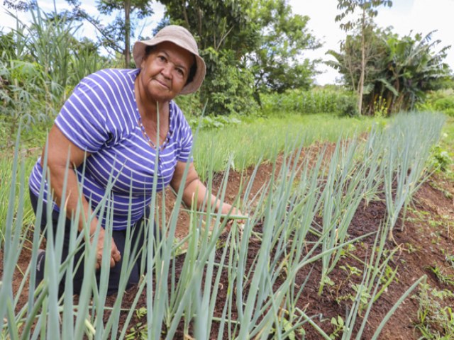 Combate  dengue ajuda produtores rurais do DF com matria-prima