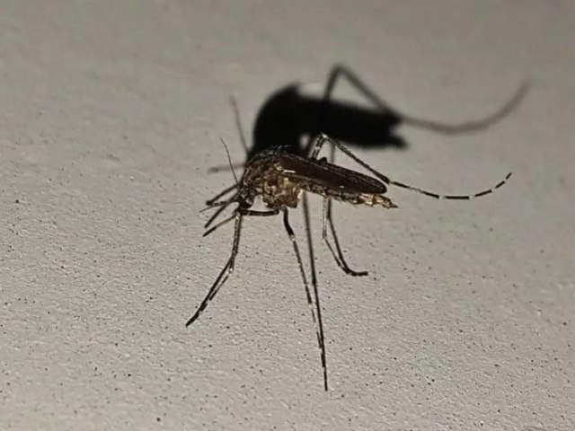 SADE! Brasil registra 3 milhes de casos de dengue no ano