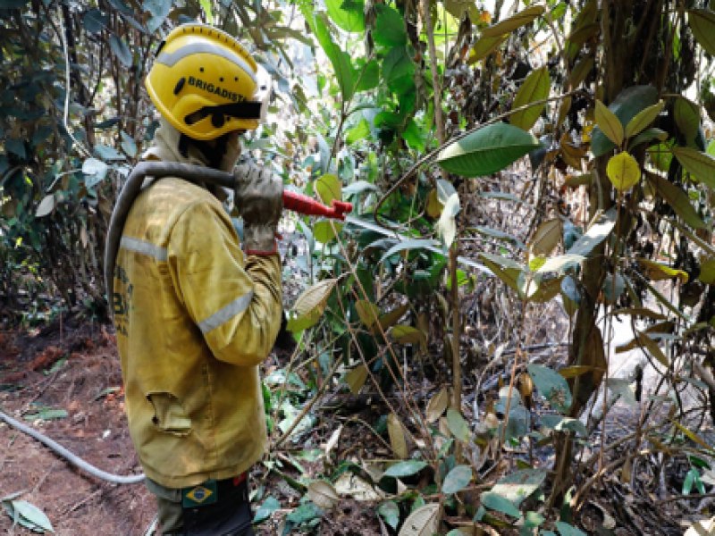 Parque Nacional: com fogo controlado, agentes trabalham para resfriar solo; dois animais so resgatados