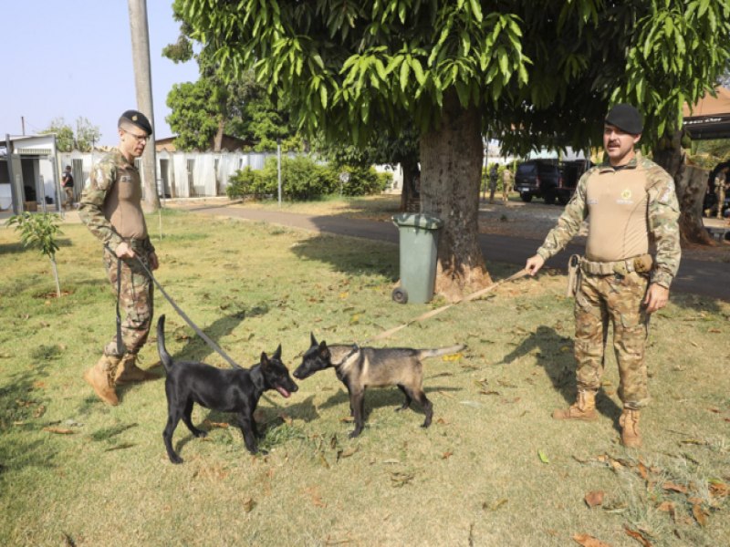 BPCes PMDF treina 20 caninos para atividades policiais, incluindo dois novos filhotes