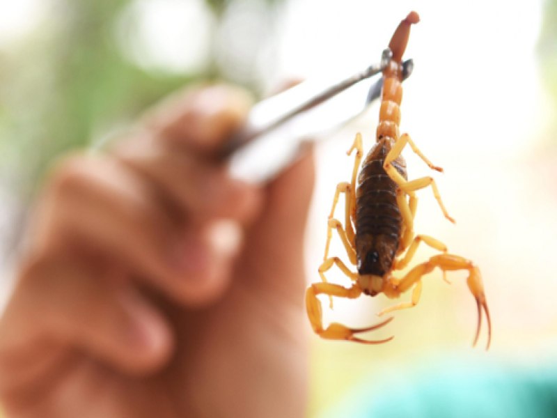 Chuvas aumentam o risco de picadas de escorpio