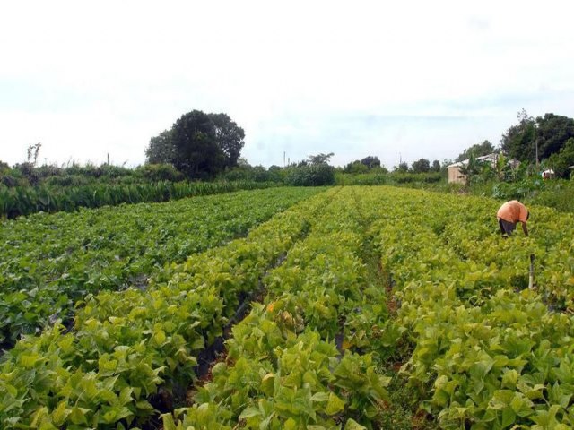 AGRO - Crdito rural atinge mais de R$ 200 bilhes em dez meses