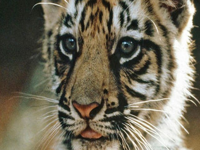 Zoolgico no Chile testa vacina contra covid-19 em lees e tigres