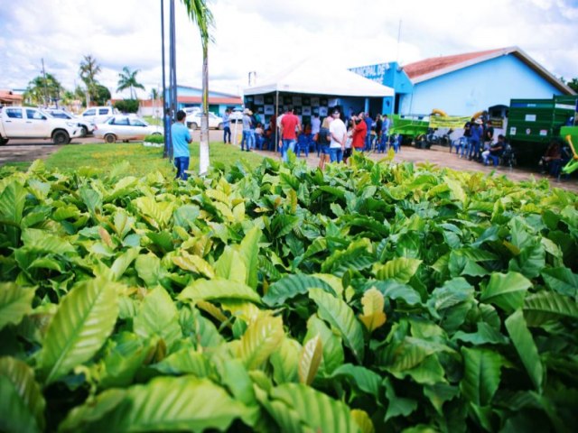 VALE DO GUAPOR - Programa Plante Mais garante mais de 700 mil mudas de caf clonal e equipamentos agrcolas a produtores rurais 