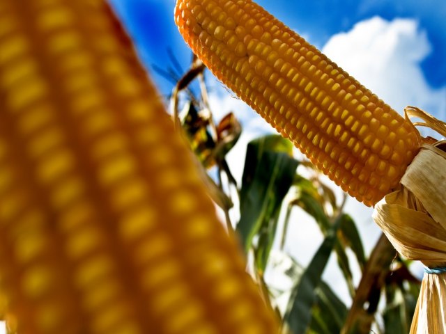 Governo autoriza importao de mais uma variedade de milho transgnico dos EUA