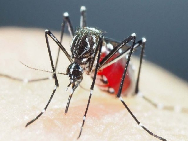 Cientistas identificam na sia mosquitos super-resistentes a inseticidas