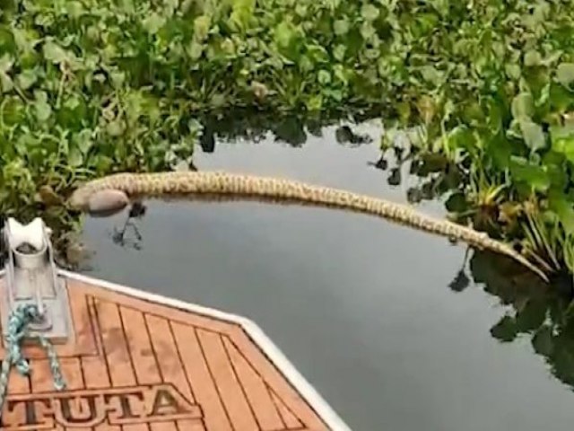 Sucuri de 2,5 metros  encontrada morta no Lago de Itaipu