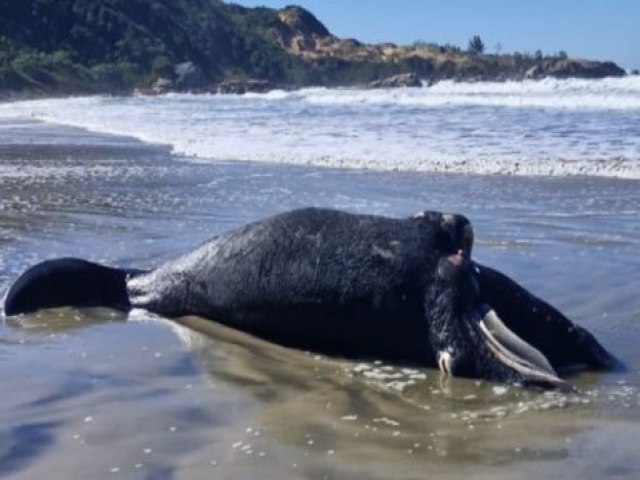 Filhote de baleia-franca &eacute; encontrado morto em praia de Imbituba