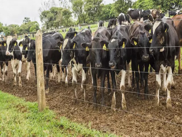 Rebanho bovino bate recorde em 2021 e chega a 224,6 milhes de cabeas