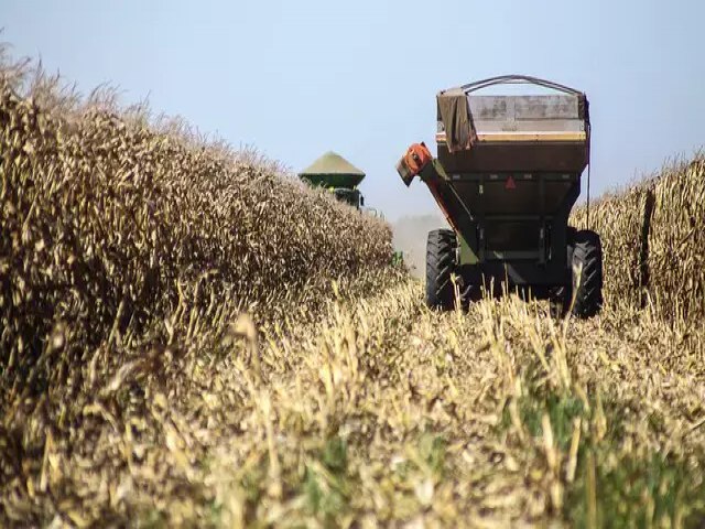 Colheita de milho sobe 75,8% e tem o melhor desempenho dos ltimos cinco anos no MS