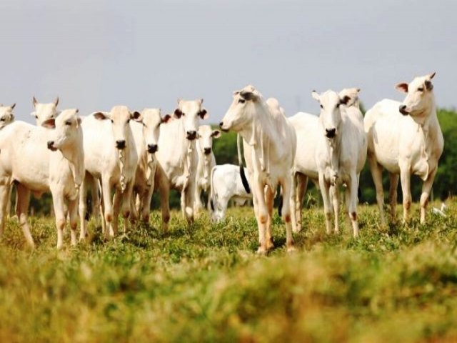 Maracaju: Municpio figura em oitavo entre os mais ricos do agro no Pas