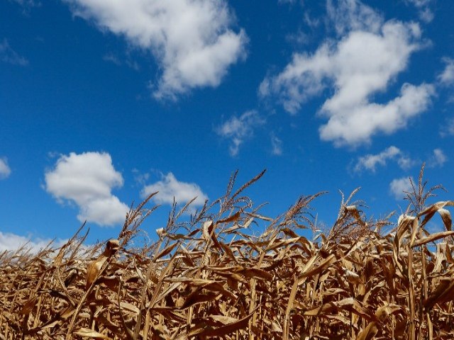 Fertilizantes esto 24% mais caros em setembro, afirma Aprosoja/MS