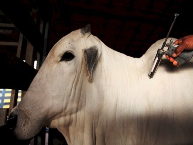 Segunda etapa da campanha de vacinao de febre aftosa comea em 1 de novembro