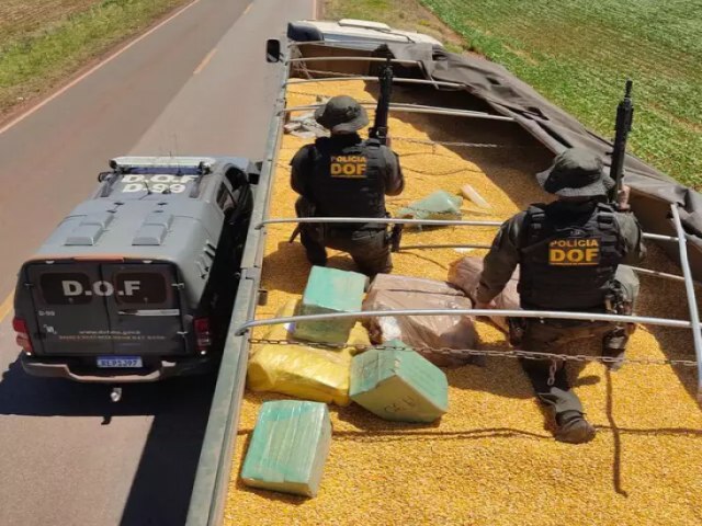 Carreta com milho levava 4.300 quilos de maconha de MS para Maring 