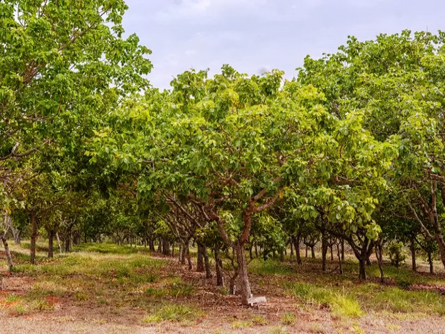 Embrapa Cerrados e Emater pe no mercado cultivares de pequi sem espinhos