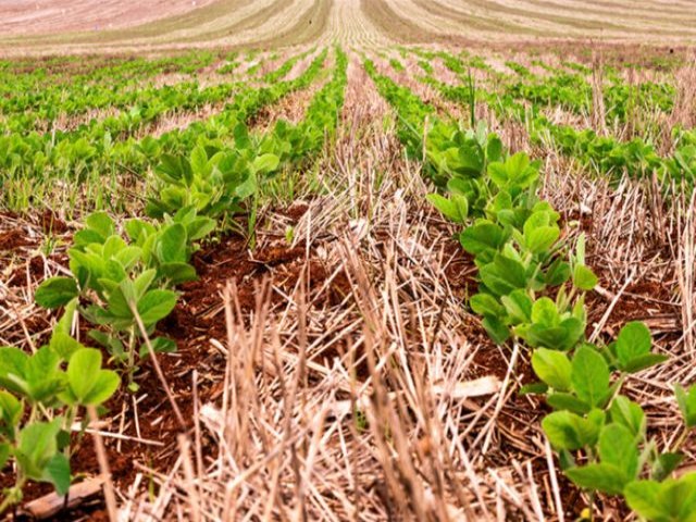 Semeadura de soja  concluda em Mato Grosso do Sul, conforme aponta o Boletim 