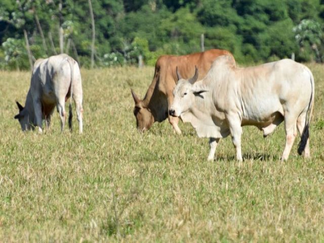 Criadores de gado de MS devem ficar em alerta para os parasitas da temporada de chuvas