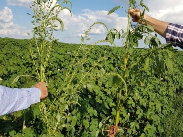 Praga danosa a lavouras  detectada em cultivo de soja no Mato Grosso do Sul