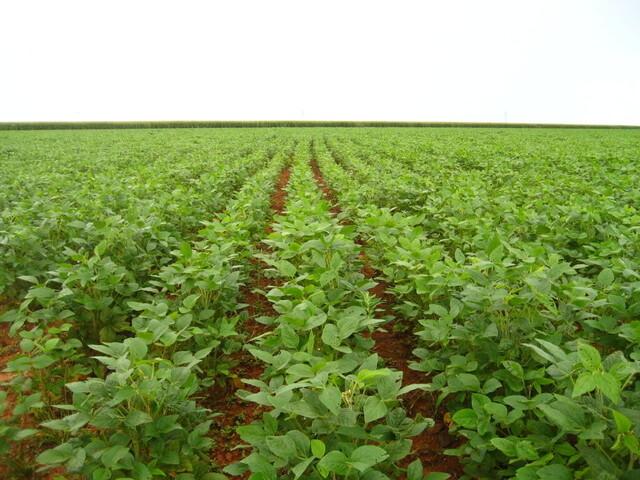 Mato Grosso do Sul prorroga perodo para cadastro de rea plantada de soja