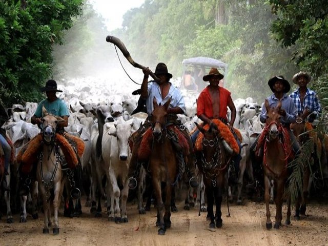 Para aumentar venda da carne pantaneira, MS prepara estratgias do ano