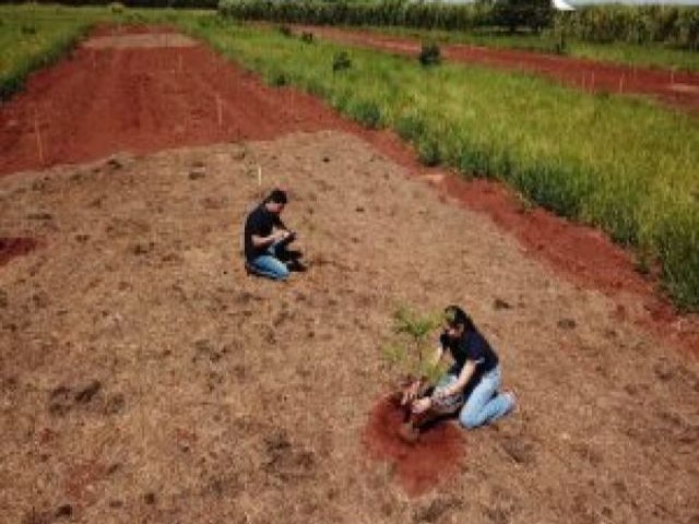 Estudo avalia tcnicas de plantio de florestas nativas que aumentam produo na agropecuria