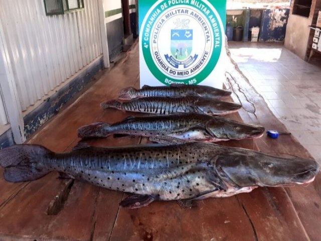 Em 2022, PMA apreendeu uma tonelada de pescado e aplicou R$ 288 mil em multas