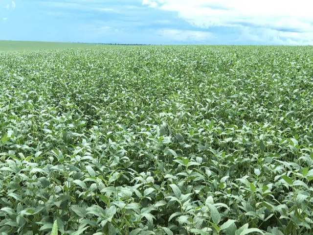 Agricultores esto animados para recorde de produo de soja em MS