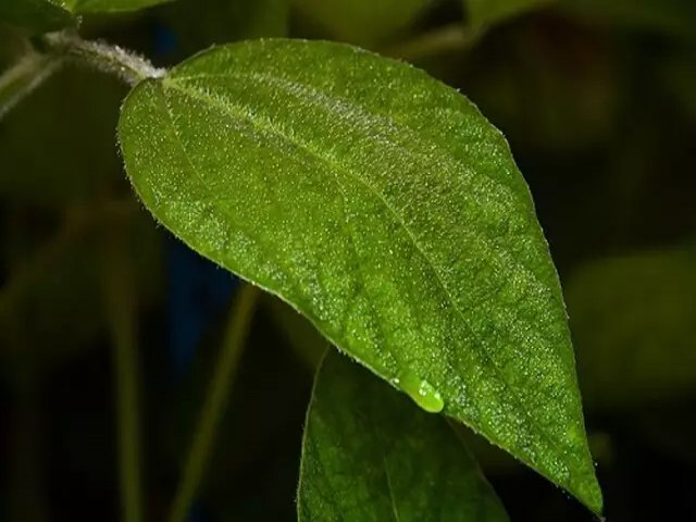 Chuva aumenta ocorrncias da ferrugem-asitica da soja; MS j tem 24 casos