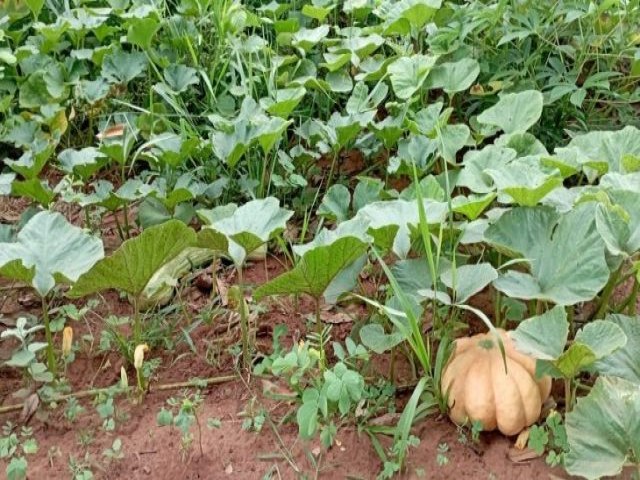 Com apoio do Governo do Estado, indgenas semeiam 12 hectares em aldeia de Brasilndia