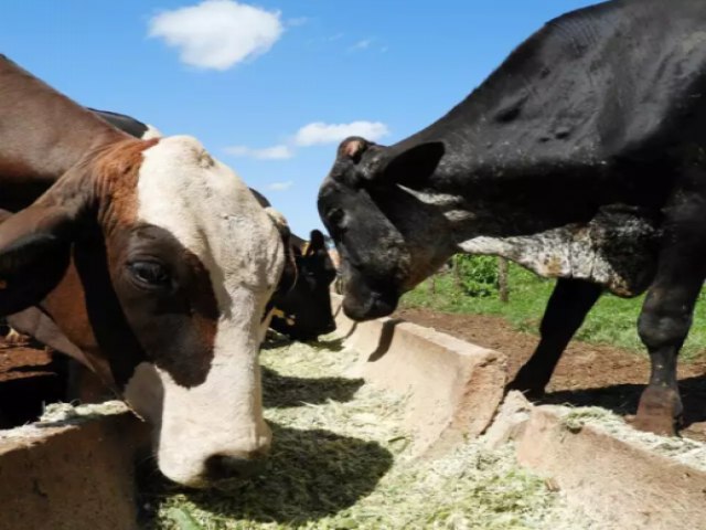 Mato Grosso do Sul integra o cinturo do sorgo em gro no Brasil