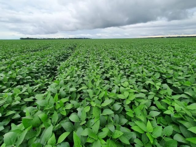 Mato Grosso do Sul deve ter produtividade recorde da soja, segundo estimativas