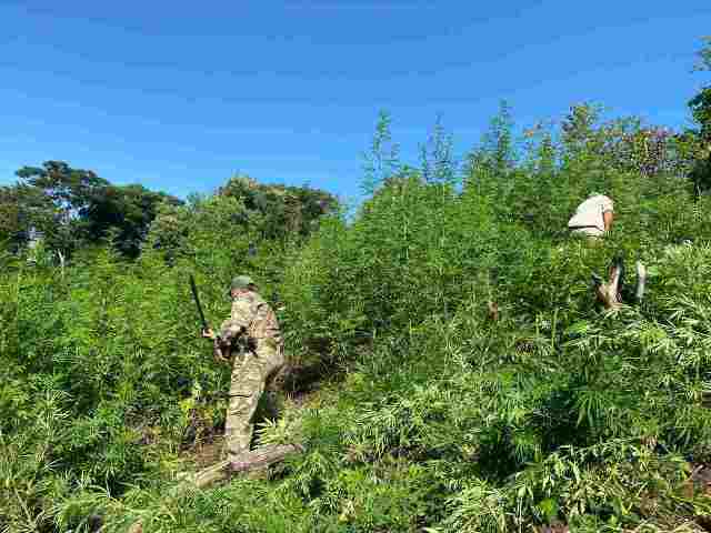 Polcia desarticula acampamentos e acaba com cultivo de maconha na fronteira com MS