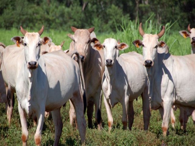 Mato Grosso do Sul est fora de risco para o mal da vaca louca, garante secretrio