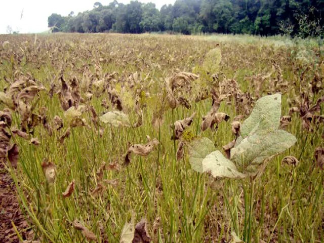 Mato Grosso do Sul tem 55 casos de ferrugem-asitica e fica atrs s do Paran