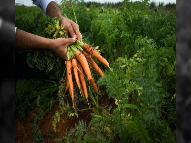 De acelga a tomate: dicas para ter uma horta legal no ms de maro