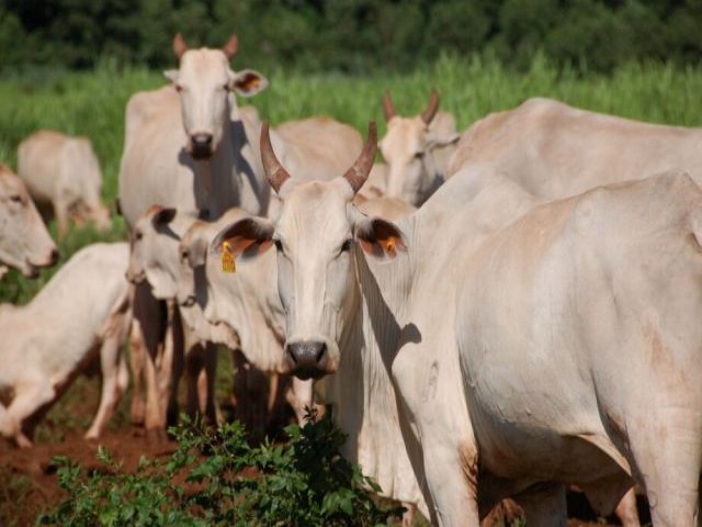 Produtores de MS anseiam por retorno da comercializao de carne com a China