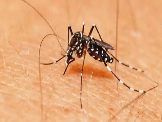 Nmero de casos provveis de chikungunya registrados at maro supera 2022