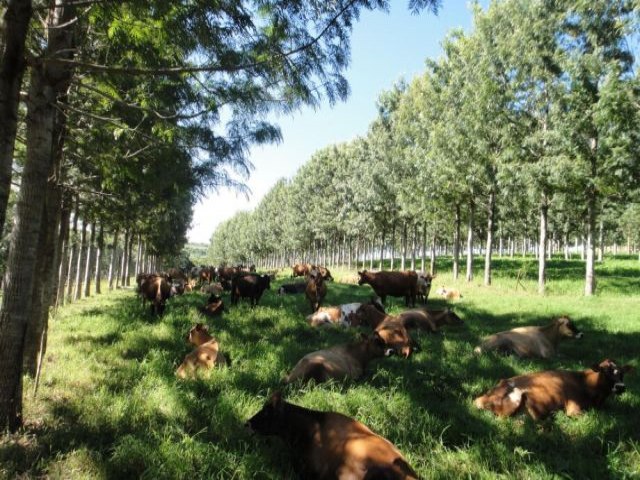 Mato Grosso do Sul  o estado que mais integra lavoura, pecuria e floresta