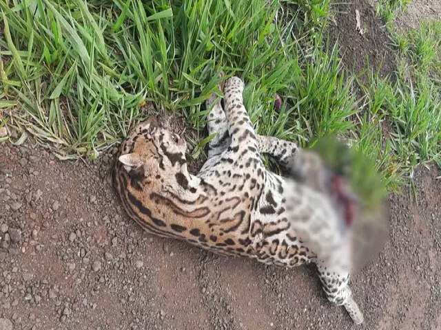 Jaguatirica  encontrada morta s margens de rodovia em Maracaju