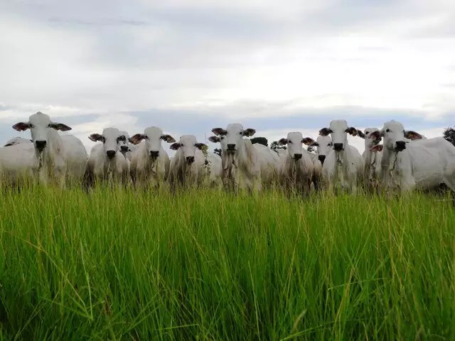 MS salta de 5 para 3 maior exportador de carne, mostra Rally da Pecuria