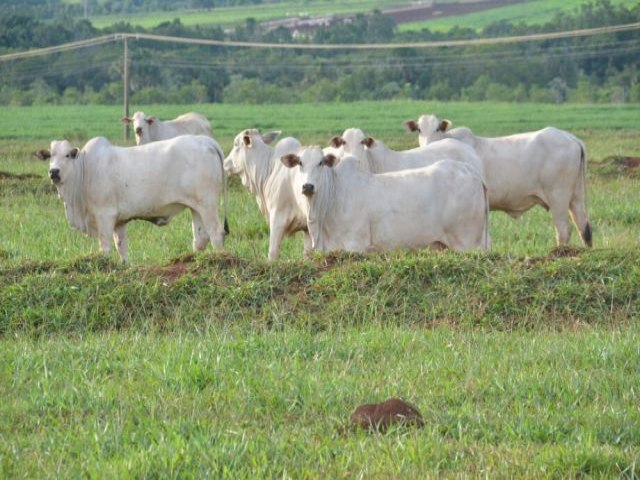 Com fim do embargo, produtores j falam em arroba a R$ 300