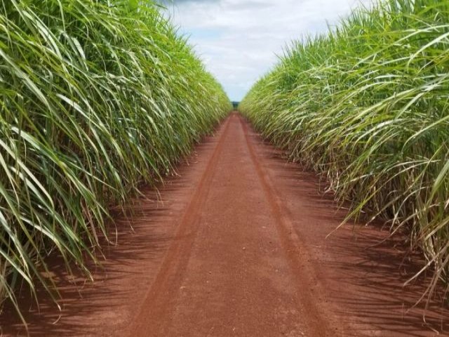 Produtividade campe da cana-de-acar chegou a 94 toneladas de cana por hectare no MS