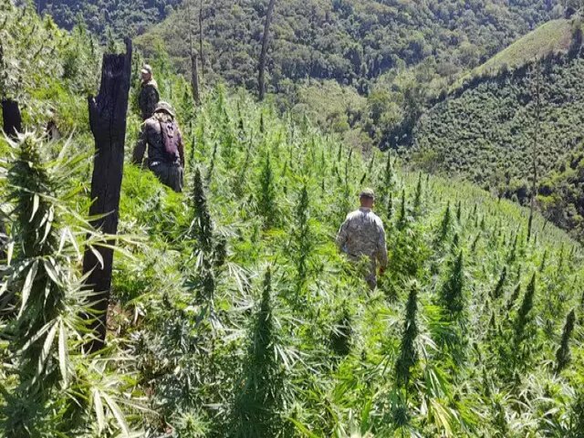 Brasil e Paraguai iniciam nova ofensiva contra roas de maconha na fronteira