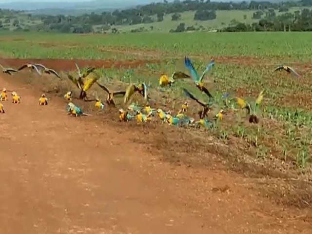 Agricultor faz registro de mais de 40 araras na rea rural em Maracaju